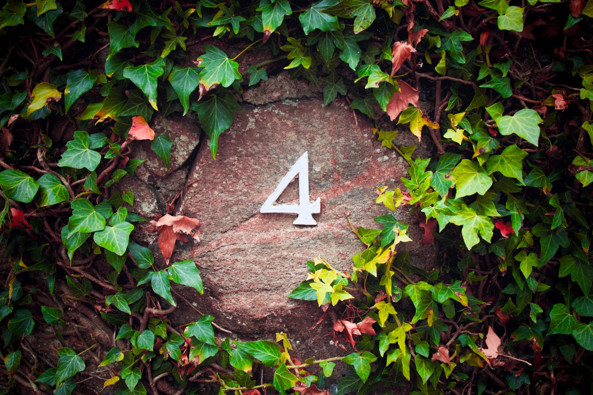 Four in the Ivy